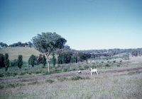 41 Looking over the Fairbridge Orcard from the Sports Field