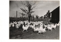 Fairbridge Molong Feeding the poultry
