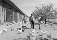 Fairbridge Molong Poultry 3